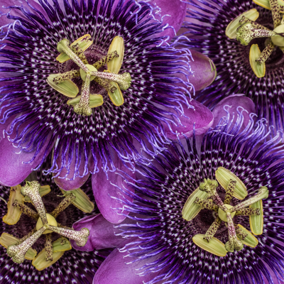 Passion Flower