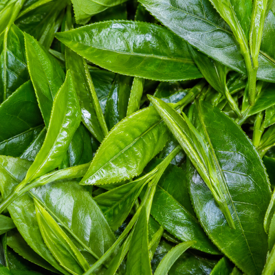 L-Theanine
